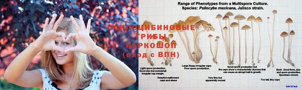 дурь Белокуриха